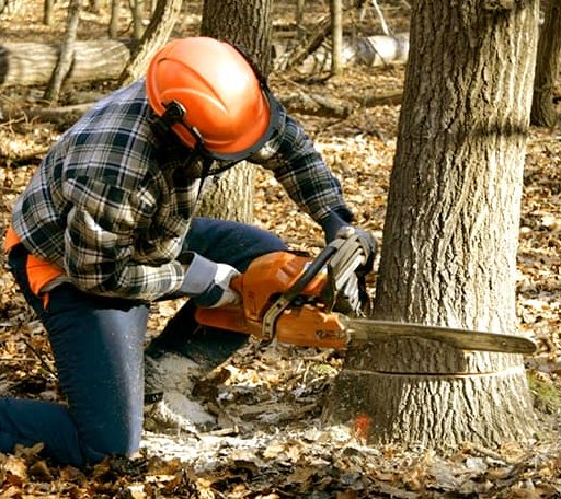 Tree Removal in White Hall, MD